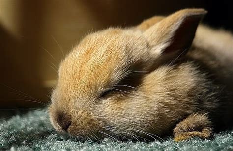 Sleepy Bunny Flickr Photo Sharing
