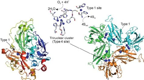 Multicopper Oxidases The Active Site Structure Of A Multicopper