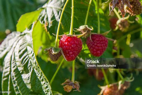 Ripe And Unripe Raspberry In The Fruit Garden Stock Photo Download