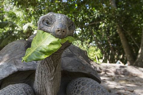 Schildkröte haustier reptilien haustier eidechsen schildkröten freigehege griechische landschildkröte hundeknochen. Mini Schildkröten Steckbrief