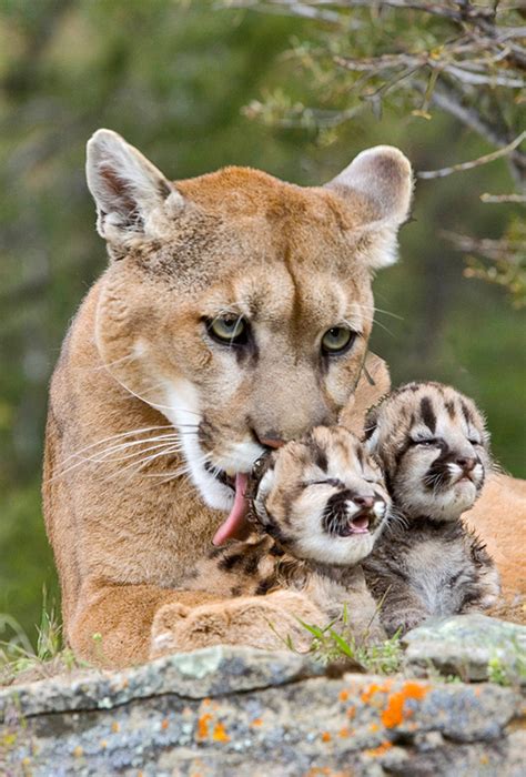 Cougar Mother And Cubs Magnet Authentic Cards Inc