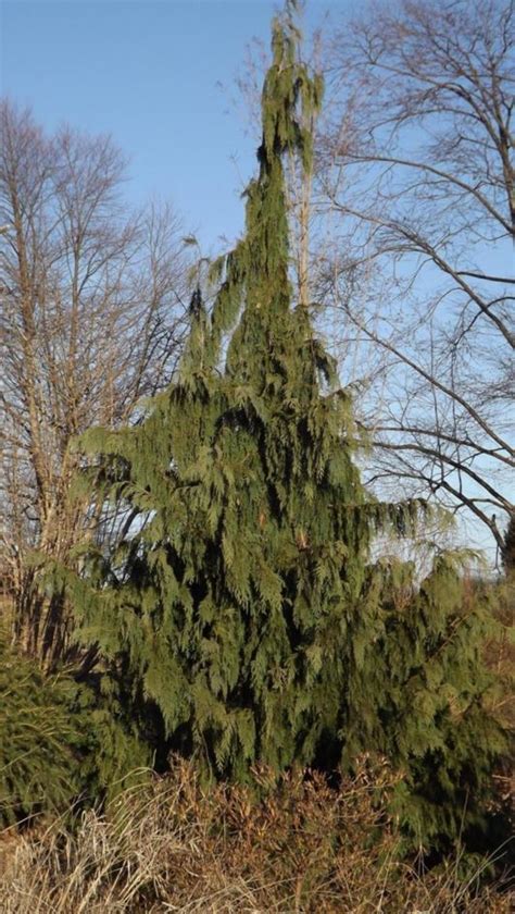 Cupressus Nootkatensis Green Arrow Green Arrow Nootka Cypress