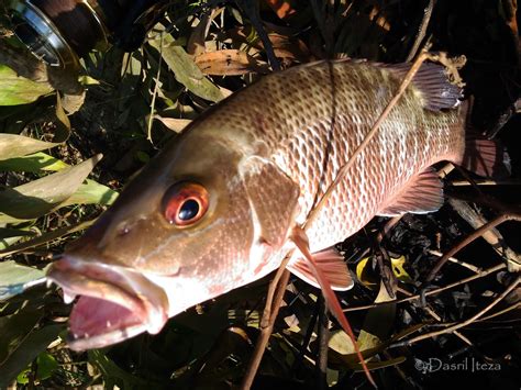 Umpan Mancing Ikan Ungar Kakap Merah Bakau Mangrove Jack Pakai Ikan