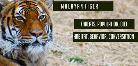 Malayan Tiger Habitat Behavior Conversation Threats Population