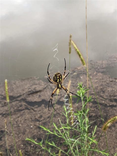 Unidentified Spider In Kansas City Kansas United States