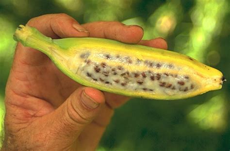 Ten Strange And Unusual Types Of Bananas You Wont Believe Are Real