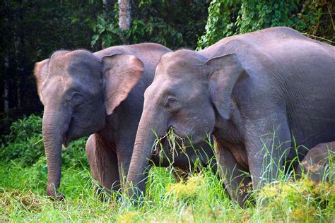 Photo Gallery Elephant Rainforest Wild Elephant