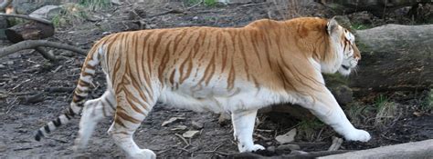 ‘golden Tiger Sightings In Indian National Park Raise Worries About