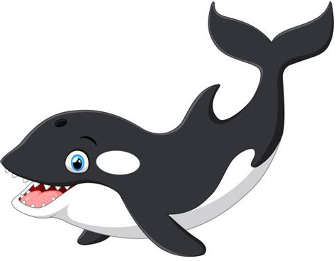 Killer Whale Jumping Out Of Water Clip Art Illustrations Royalty Free