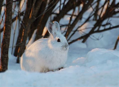 Snowshoe Hare Facts Habitat Diet Call Adaptations And Pictures