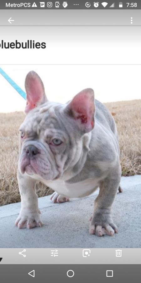 Chocolate tri english bulldog casey. Merle Frenchie Stud credit for sale or trade | Frenchie ...