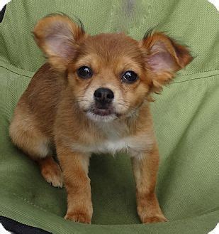 Volunteers needed for walking dogs! Santa Monica, CA - Spaniel (Unknown Type)/Chihuahua Mix ...