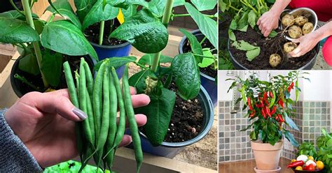 Growing food indoors is ideal for families that live in apartments, small urban or suburban spaces (like where we live) or for when you want to grow food in the middle of winter. 13 Easiest Edible Plants to Grow Indoors • India Gardening