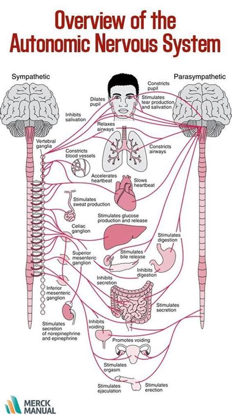 Overview Of The Autonomic Nervous System Medicalschool Resources