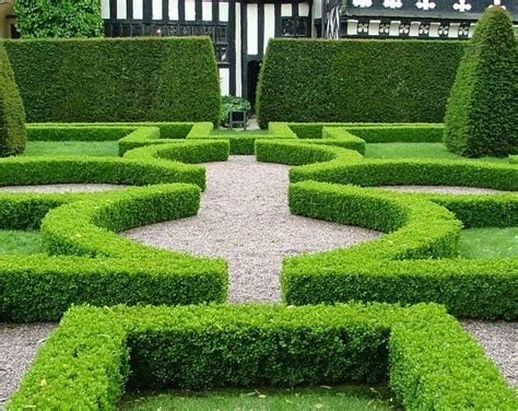 Japanese Box Buxus Microphylla Japonica With Images Parterre