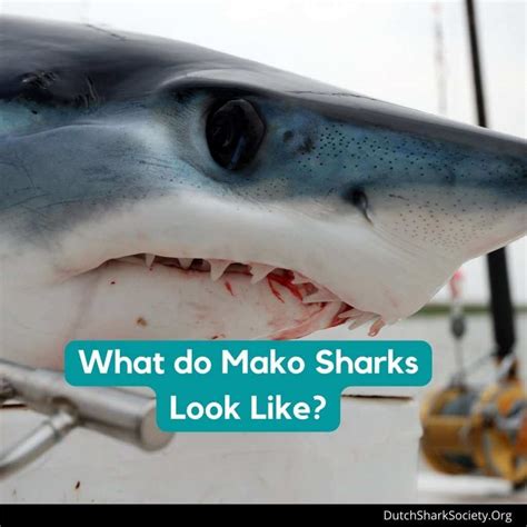 Mako Sharks Info And Facts Dutch Shark Society