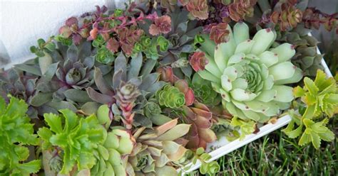 Learn How To Fertilize Succulents Succulents And Sunshine In 2022