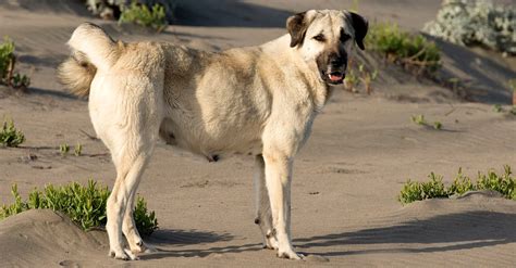 The kangal dog has the strength, the speed and the courage to intercept and confront threats to the flocks of sheep and goats that it guards in both turkey and the new world. Turkish Kangal Dogs and Puppies For Stud in the UK