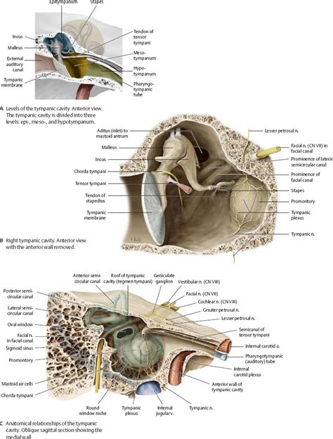 Anatomy Of Tympanic Membrane Temporal Bone And Ear Atlas Of Anatomy