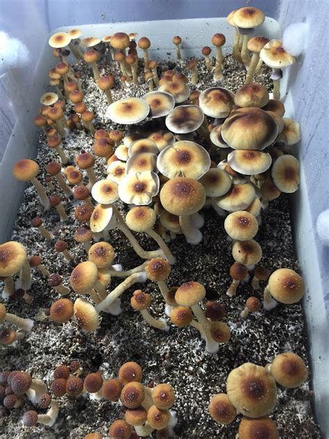 North Florida Wild Mushroom Id These Look Really Cool Mushroom