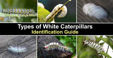 14 Types Of White Caterpillars Including Fuzzy Pictures And Identification