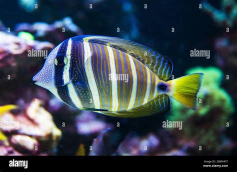 Close Up Of Tropical Yellow Purple Blue Striped Fish Swimming In Ocean