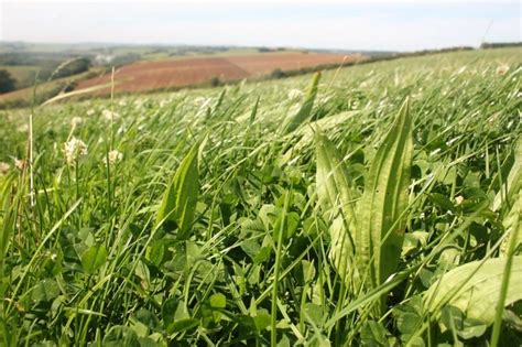 Can Multi Species Herbal Leys Make Good Silage — The Silage Consultant