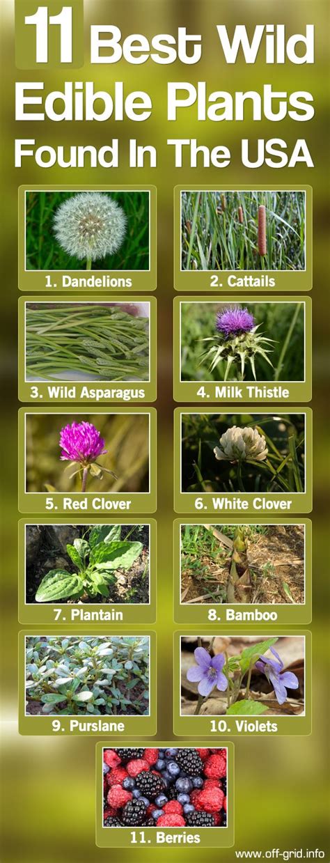 11 Best Wild Edible Plants Found In The Usa Off Blog