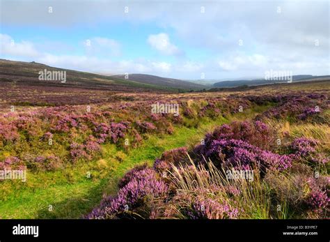 Wild Heather In Full Bloom On Dartmoor National Park In South Devon