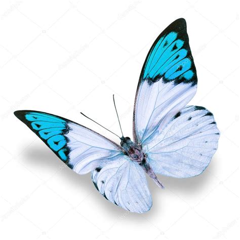 White And Blue Butterfly Stock Photo By ©thawats 72131877