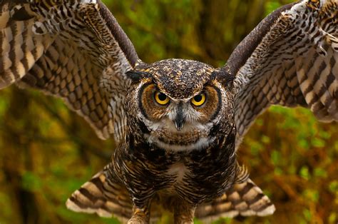 Great Horned Owl Bubo Virginianus Alaska Wildlife Foundation