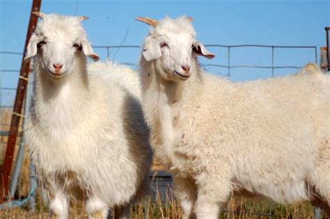 Australian Cashmere Goats Breed Profile Backyard Goats
