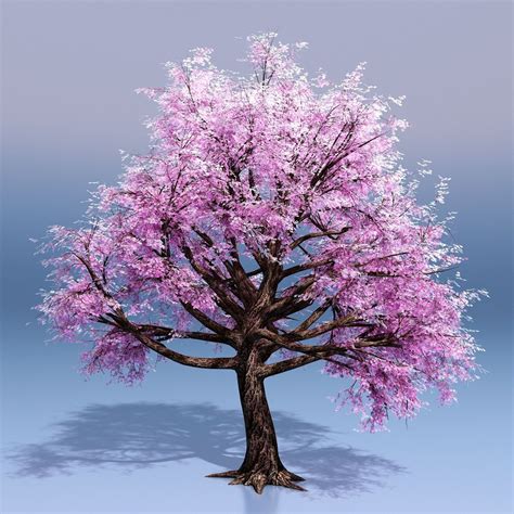 All Natural Sakura Cherry Blossom Tree Blossom Trees Cherry Blossom