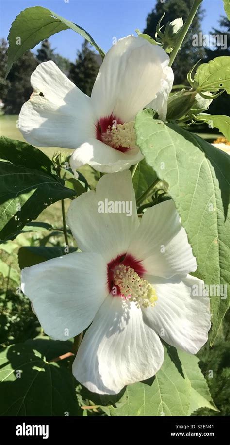 Two Hibiscus Hi Res Stock Photography And Images Alamy