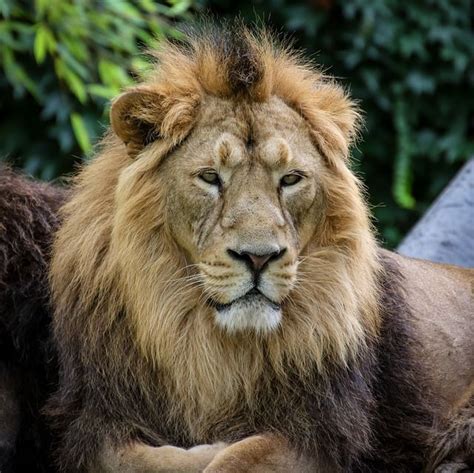Free Image On Pixabay Lion Mane Animal Predator Zoo Lion Mane