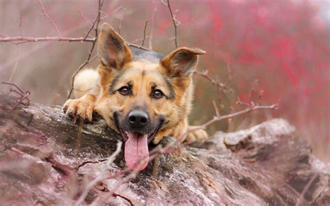 Wallpaper Animals Tongues German Shepherd Vertebrate Dog Like