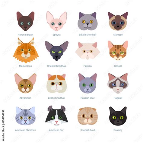 Cats Faces Collection Vector Illustration Of Different Cats Breeds