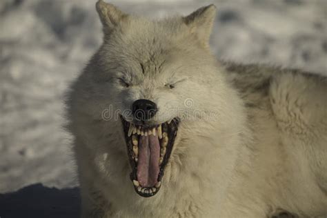 Arctic Wolves Stock Photo Image Of Wildlife Winter 84287136