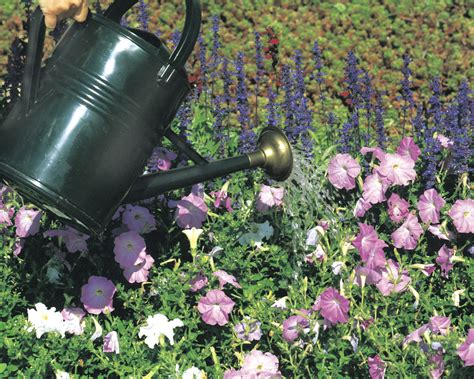 Watering Properly Is Key To Healthy Plants — And Conservation Lehigh