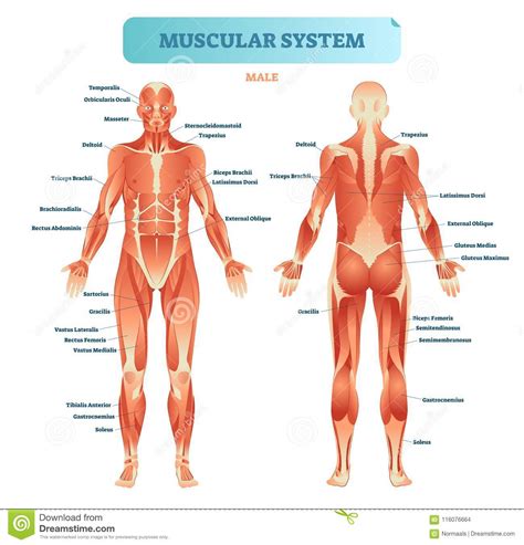 Be prepared to spend a fair amount of time on this unit. Male Muscular System, Full Anatomical Body Diagram With ...