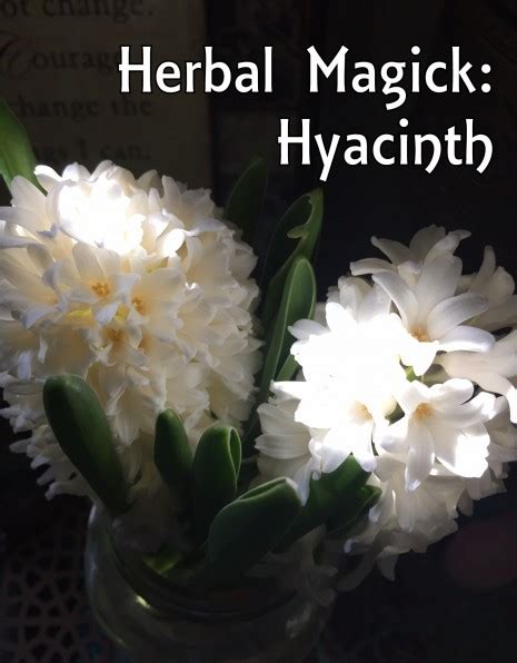 Herbal Magick Hyacinth Lilith Dorsey