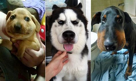 Dogs Stung By Bees Pose For Cute Pictures With Swollen Noses Daily