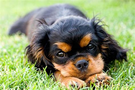 The cavalier dog transfixed him so much that they became known as king charles spaniels. Cavalier King Charles Spaniel Puppies For Sale - AKC ...