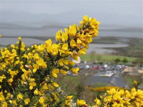 Deliver sentiments of a warm embrace and brighten their day with this beautiful arrangement. Gorse (bright yellow flowers that smell like coconut ...