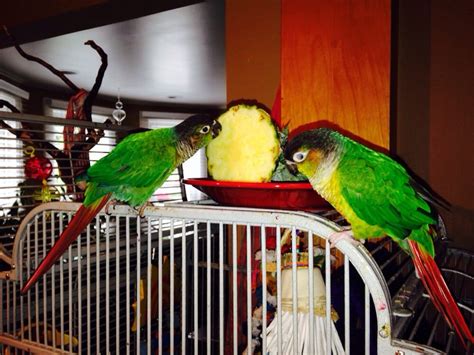 We also specialize in small mammals including rabbits, ferrits, guinea pigs and mice. Exotic Birds of Denver - Pet Stores - 3921 S Broadway ...