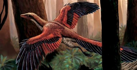 Did Flying Dinosaurs Have Feathers Dinosaur Report