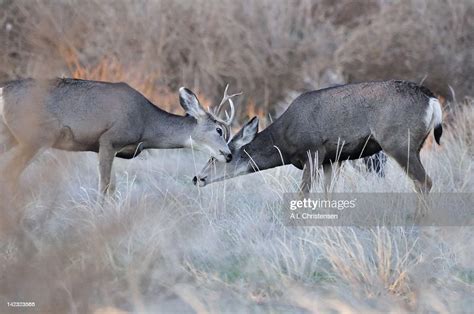 Mule Deer Bucks Fighting High Res Stock Photo Getty Images