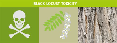 Black Locust Toxicity Horsedvm Diseases A Z