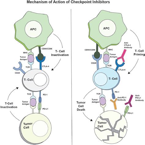 Mechanism Of Action Of Checkpoint Inhibitors Apc Antigen Presenting