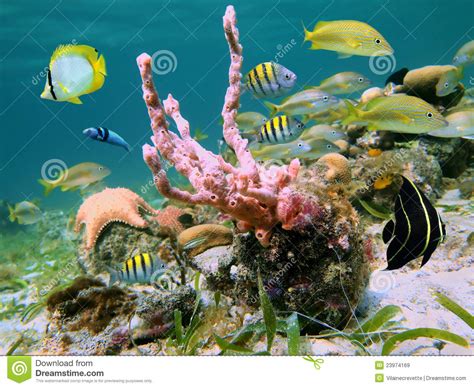Caribbean Sea Life Stock Image Image Of Marine Colorful